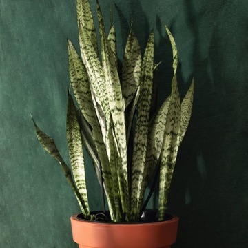 Sansevieria TRIFASCIATA piękna Sansewieria KLASYK rozmiar M