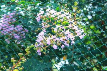 СЕТКА ЗАЩИТНАЯ ОТ ПТИЦ ДЛЯ РАСТЕНИЙ И ДЕРЕВЬЕВ 4х5м