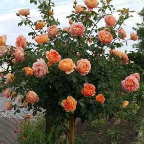 Róża Na Pniu Pomarańczowa gatunek I 537