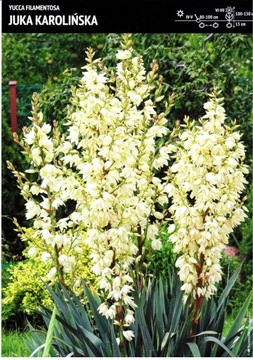 Kłącze Juka Yucca Karolińska Ogrodowa 1 szt