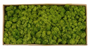 СВЕТЛО-ЗЕЛЕНЫЙ ДЕКОРАТИВНЫЙ МОХ ОЛЕНЬЯ 100г ФИНСКИЙ ДЛЯ ДЕКОРОВ