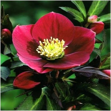 CIEMIERNIK PURPUROWY HELLEBORUS PURPURASCENS sadzonki 1 szt. + GRATIS