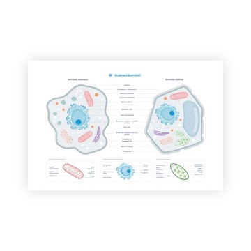 Plakat, schemat budowy komórki format A2!