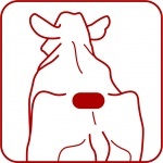 Detektor rui kpl. 10 szt.