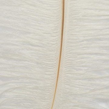 Pióro Strusia Naturalne Farbowane FD Ostrich White FD1900