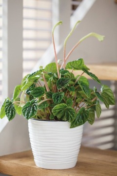 DONICZKA Z PODSTAWKĄ SAHARA śr. 17CM GRAFIT MAT Form-plastic