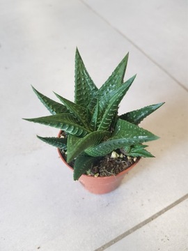 Haworthia limifolia Haworsja