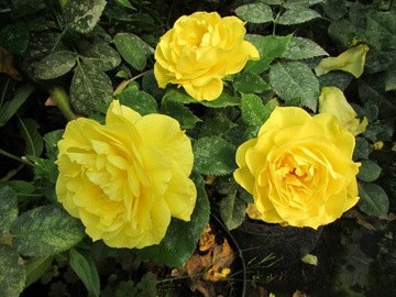 Róża rabatowa żółta PIĘKNIE PACHNIE długo kwitnie - sadzonka w balocie
