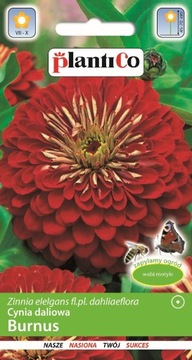 Cynia Daliowa Burnus Ozdobna 1g PlantiCo