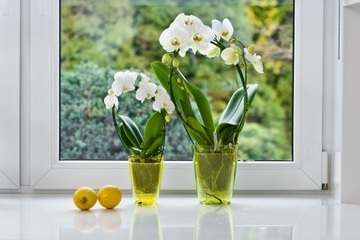 DONICZKA OSŁONKA NA STORCZYK KWIETNIK PLASTIKOWA ROŚLINY 9CM ZIELONA KADAX