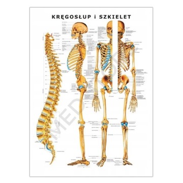 TABLICA ANATOMICZNA PLANSZA KRĘGOSŁUP I SZKIELET