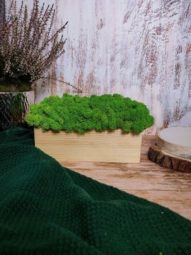 Декоративный мох Хроботек в горшке 20см, подарок