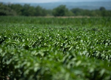 LINIA KROPLUJĄCA Z KOMPENSACJĄ NAWODNIENIE 50m KROPELKOWE WĄŻ 48el SET1 +20