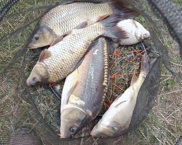 Рыбная мука 5кг.