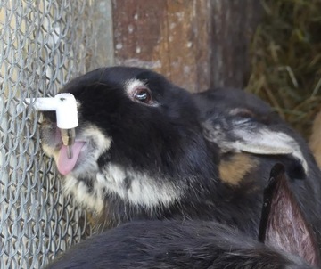 Поилка, соска, кормушка, поилки, соска для кролика