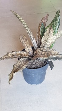 Sansewieria Sansevieria kirkii 'Coppertone'