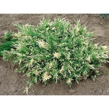 11 Jałowiec płożący Andorra Variegata 1057 DON,