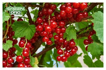 Nawóz Jesienny do Borówki Malin Jeżyn drzewek Owocowych ACID AKI 1,5kg ORO