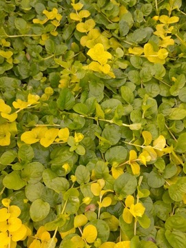 LYSIMACHIA MIX kolorów - Oczko wodne, staw - roślina przybrzeżna - koszyk