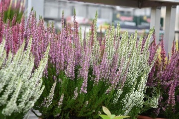 ОСЕННИЕ УДОБРЕНИЯ ДЛЯ КИСЛООТВЕТСТВЕННЫХ РАСТЕНИЙ