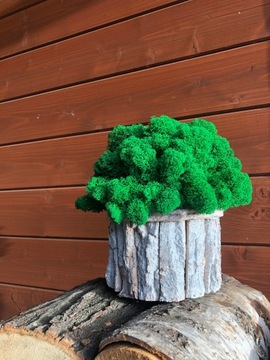 МОСС ХРОБОТЕК КРЕМОВЫЙ УКРАШЕНИЕ МОДНЫЕ УКРАШЕНИЯ ДЛЯ ДОМА