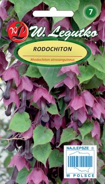 RODOCHITON FIOLETOWORÓŻOWY NASIONA 1G PROMO