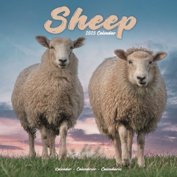Sheep Square Wall Calendar 2025 Calendar