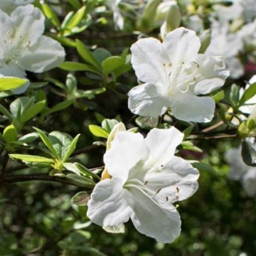 АЗАЛИЯ PLEASANT WHITE — ПРЕКРАСНЫЕ БЕЛЫЕ ЦВЕТЫ