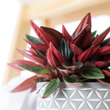 Peperomia kędzierzawa 'Rosso' rozmiar S