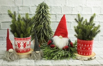 Вифлеемская звезда в белом горшке диаметром 26 см.