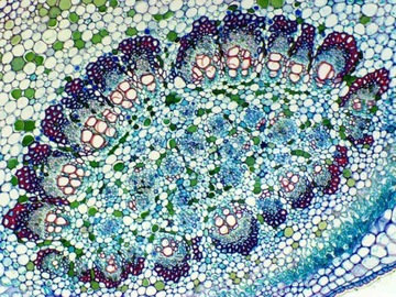 Микроскоп Delta Optical BioStage II