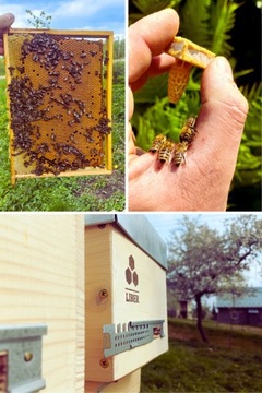 Пчеломатки Краинка Каролинка, пчелиная мать