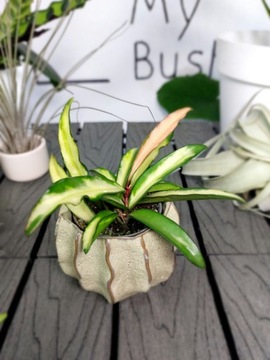 Hoya Wayetii Tricolor | 10cm