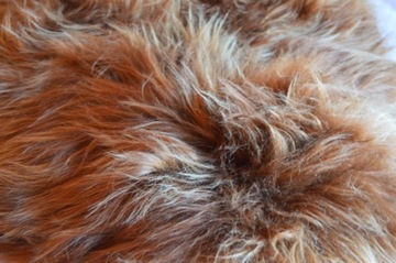 Skóra Owcza Island Ruda Bryza 111-130cm