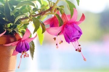 ГЕЛЬ-УДОБРЕНИЕ ДЛЯ АМАРИЛИСА СПАРПАРЕЛЯ ЦВЕТКА ПАССИФЛОРЫ STRELICIA HIBISCUS ANTHURIUM