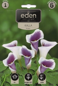 Kalla Cantedeskia PICASSO 1szt. EDEN