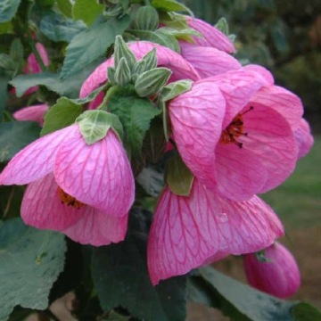 Комнатный клоник, Abutilon hybridum