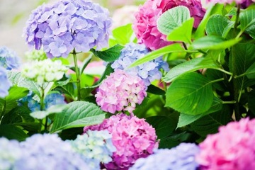 КОМПОЗИЦИОННАЯ ПОЧВА ДЛЯ ПОСАДКИ УТЕЧНИКОВ, МАГНОЛ, АЗАЛИЙ, ХВОЙНЫХ, ТУИ, КАМЕЛИИ