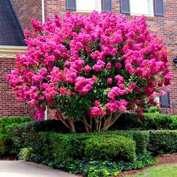 LAGERSTROEMIA INDYJSKA PINK, BEZ POŁUDNIA, NAJDŁUŻEJ KWITNĄCY KRZEW ŚWIATA