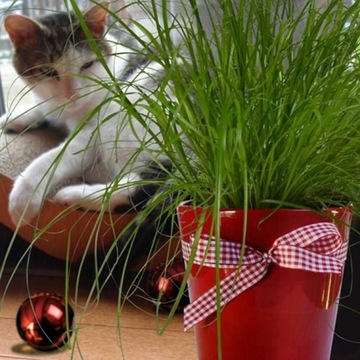 Kocia Trawa Dla Kota Cyperus Zumula Przysmak Koci