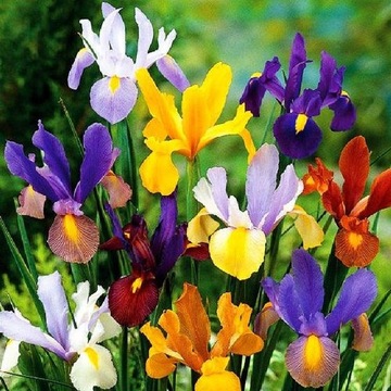 Irys Irysy Kosaciec Holenderski Mix 50 szt Gratis