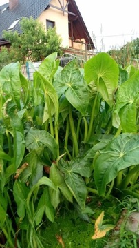 Гигантская водяная стрела Sagittaria Gigantea