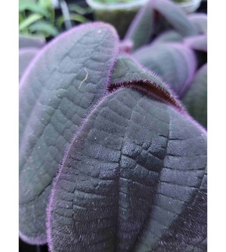 Bertolonia ovata
