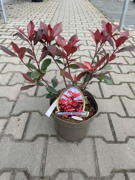 Photinia Fraseri Carre Rouge - Głogownik