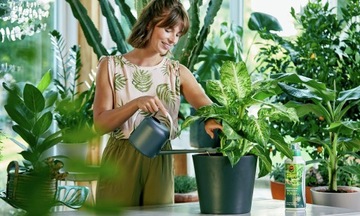 УДОБРЕНИЕ ДЛЯ ЗЕЛЕНЫХ РАСТЕНИЙ И ПАЛЬМ: DRACACENA FIXUS MONSTERY FERNS COMPO