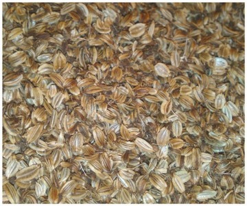 Lubczyk ogrodowy - nasiona - 500g 0.5kg