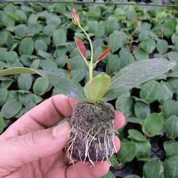 Торфяной диск Jiffy гранулированные диски для посева семян FI 24мм 100 шт