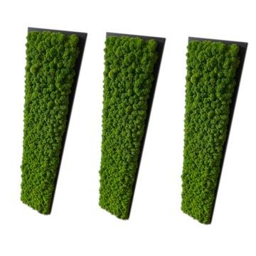 Mech Chrobotek NATURALNY obrazy zestaw 100 x 20 cm