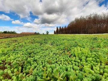 Зеленая крыша - панели очитка - поддон 10 м²