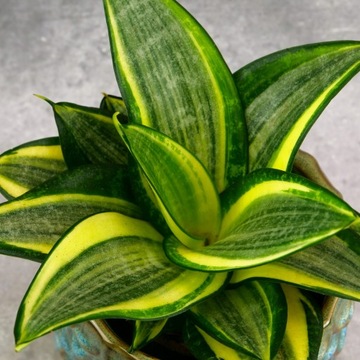Sansevieria Golden Hahnii SUKULENT TRWAŁY DØ6cm PREZENT NA KAŻDĄ OKAZJĘ